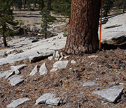 Trees anchored in bedrock